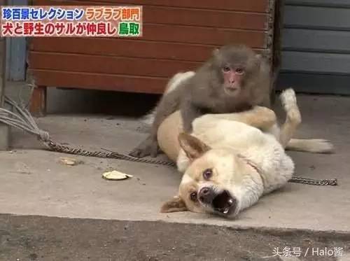 比特犬vs猴子视频直播,一场流量狂欢背后的血泪真相 比特犬vs猴子视频直播,一场流量狂欢背后的血泪真相